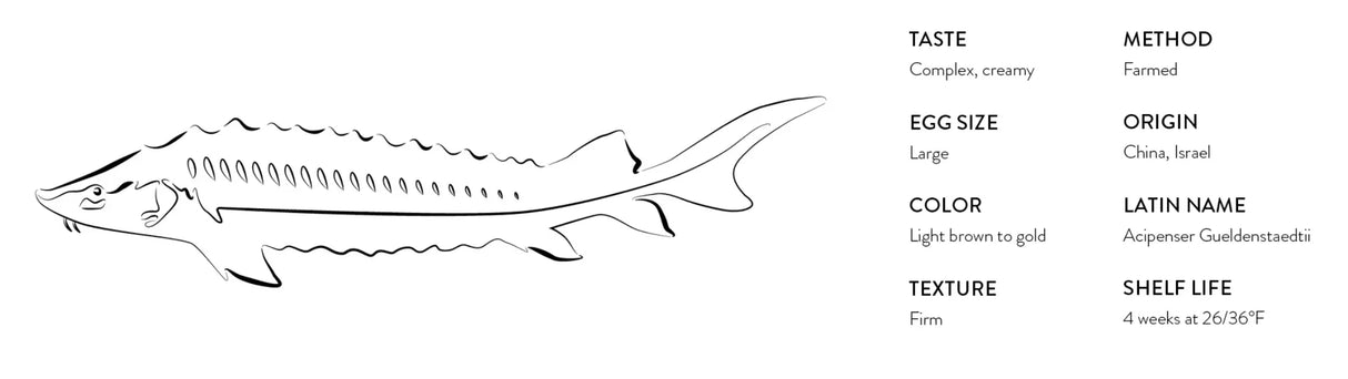 Osetra Caviar - The French Pantry