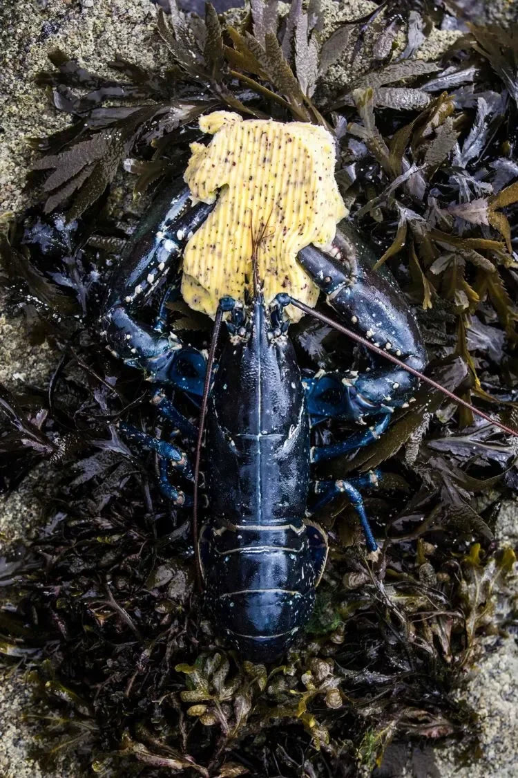 Fresh lobster with butter on seaweed, artisan seafood for gourmet meals