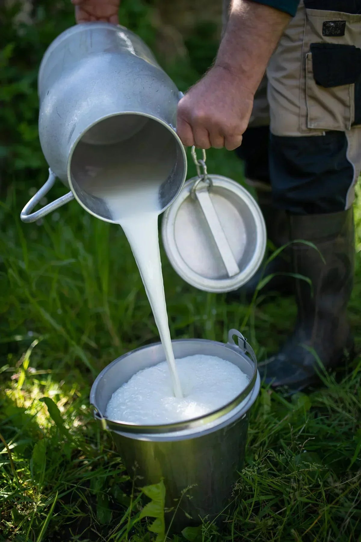 Fresh raw milk being poured into a metal bucket on a grassy farm, artisanal and natural dairy product