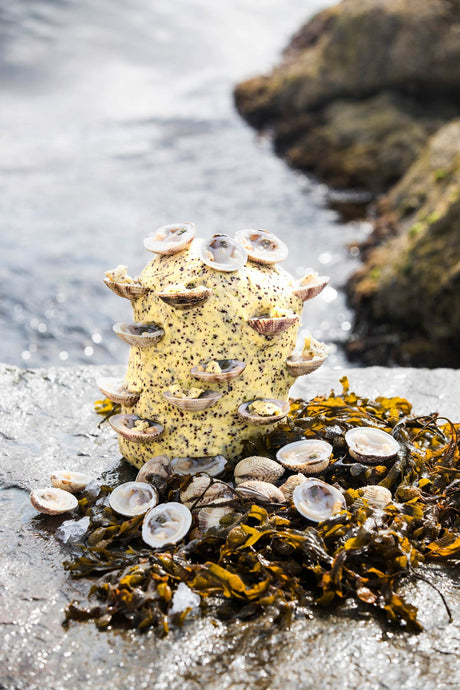 Baked clams in half shells topped with Bordier buckwheat, seaweed and Espelette pepper butters
