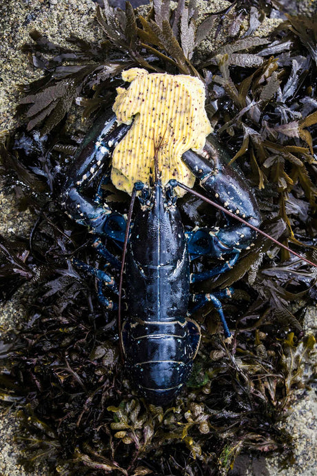 Halved lobsters baked and glazed with Bordier seaweed butter, served with boiled potatoes