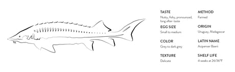 Line drawing of a Baerii sturgeon with caviar tasting notes and details, The French Pantry.