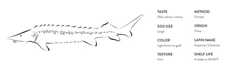 Line drawing of a sturgeon with tasting notes for caviar, including mild creamy flavor, large golden eggs, and firm texture, featured by The French Pantry.