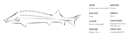 Sturgeon illustration with caviar tasting notes, texture, origin, and egg size at The French Pantry